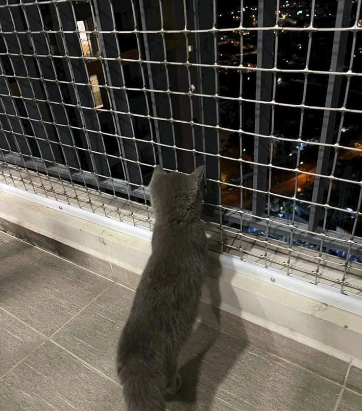 Lưới cáp an toàn cầu thang -lưới chắn mèo quận 7 cũ